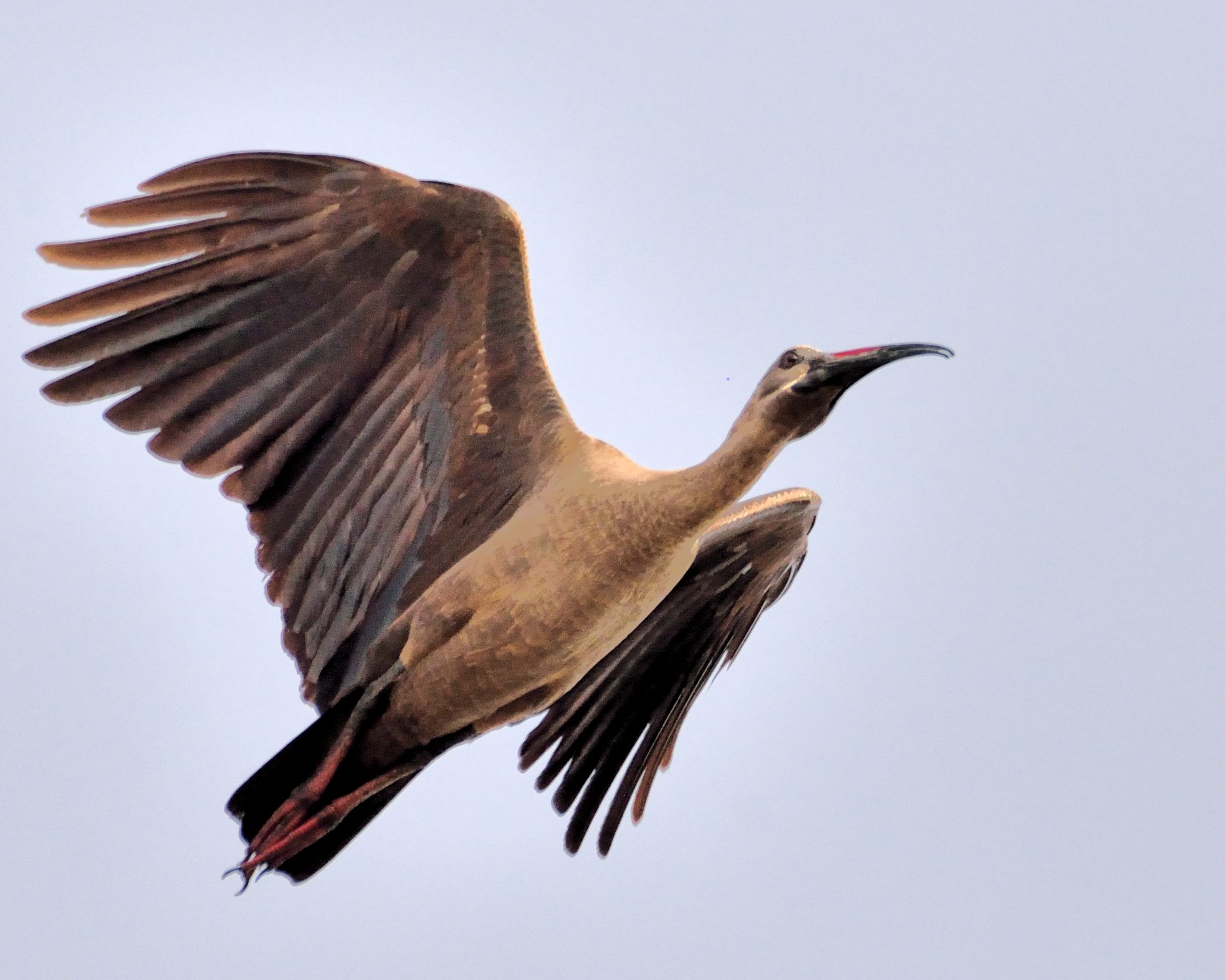 Ibis Hagedash (Hadada Ibis, Bostrychia hagedash) au vol. 